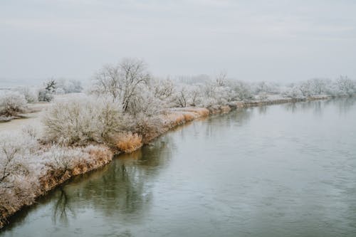 Free Snow Covered Trees Near a Lake Stock Photo