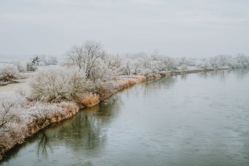 Snow Covered Trees Near a Lake