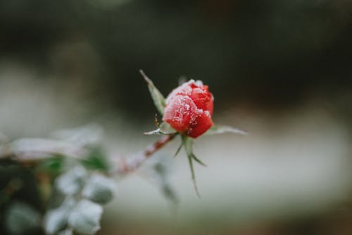 Бесплатное стоковое фото с бутон, глубина резкости, красный цветок