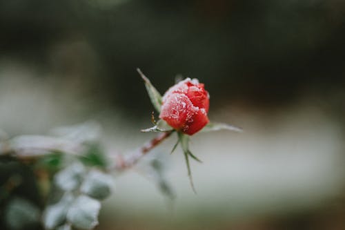 Close-Up Shot of a Red Flower Bud