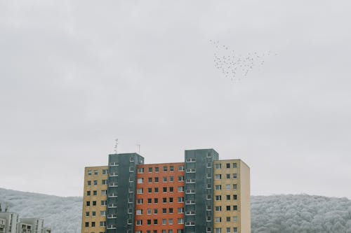 Apartment Block and Flock of Birds