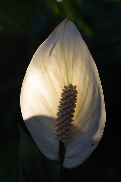 Základová fotografie zdarma na téma botanický, detail, flóra