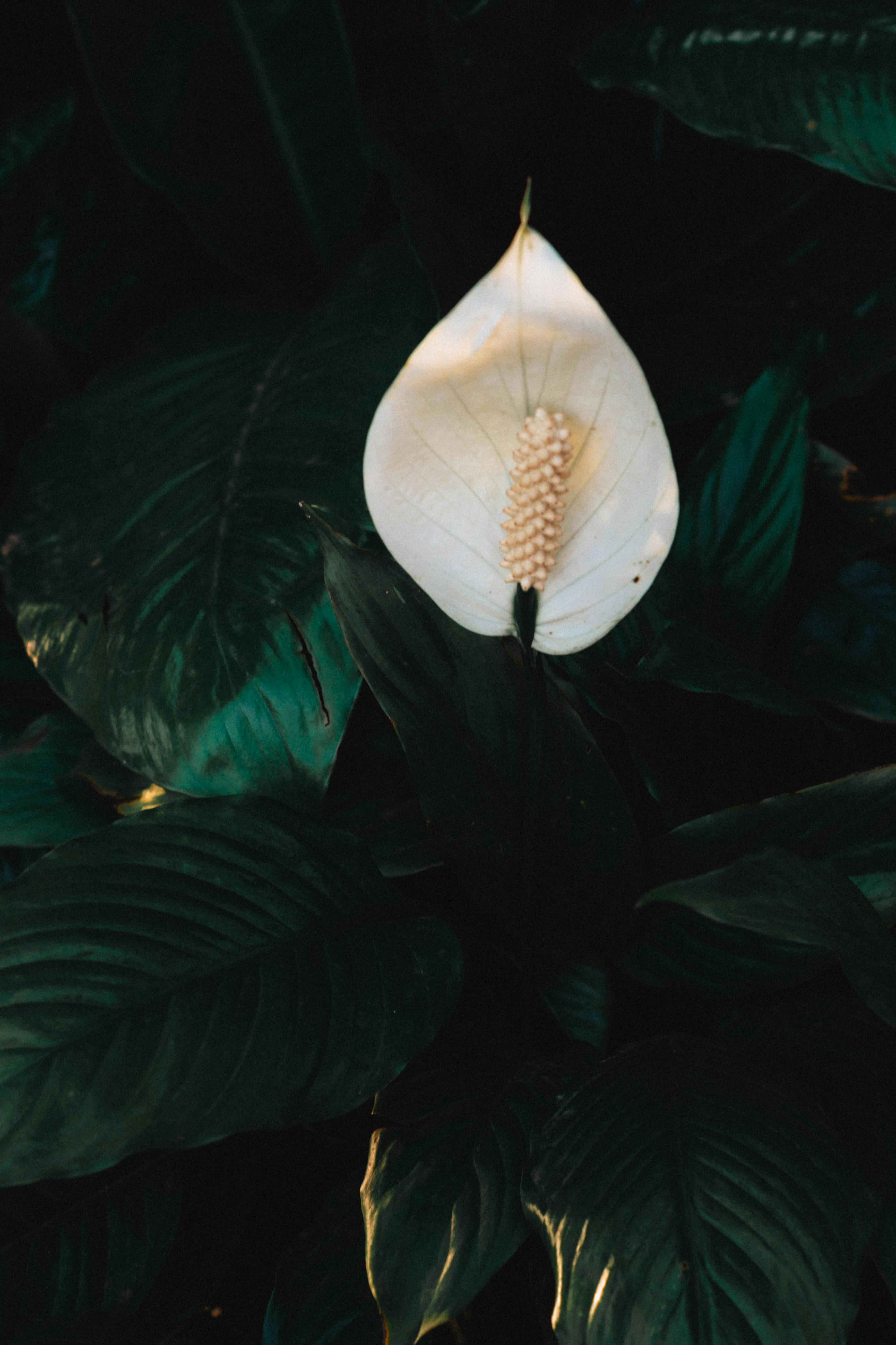 Close-up of a white peace lily surrounded by lush green leaves in a serene, natural setting.
