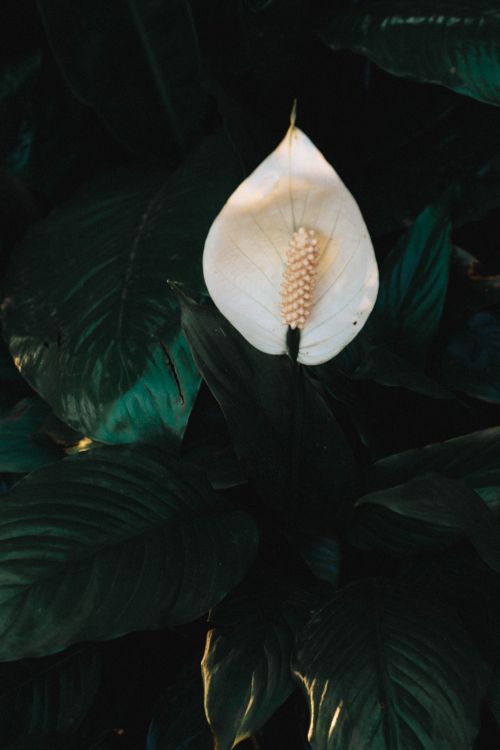 Free Close-up of a white peace lily surrounded by lush green leaves in a serene, natural setting. Stock Photo