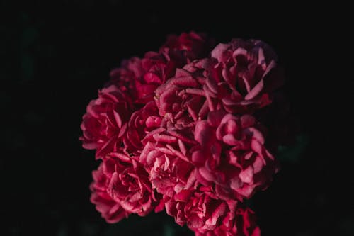 Close-Up Shot of Pink Roses in Bloom