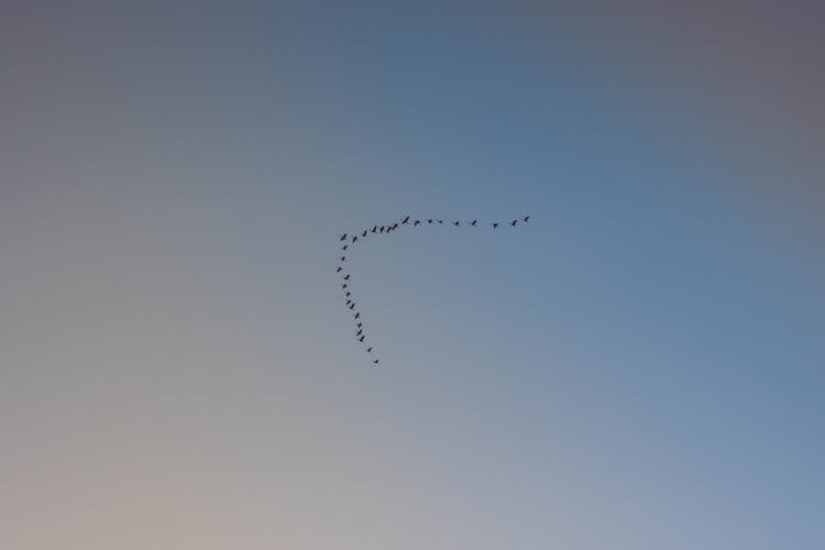 A Flock Of Flying Birds In V Formation 