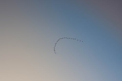 Free A Flock of Birds in Formation Flying Stock Photo