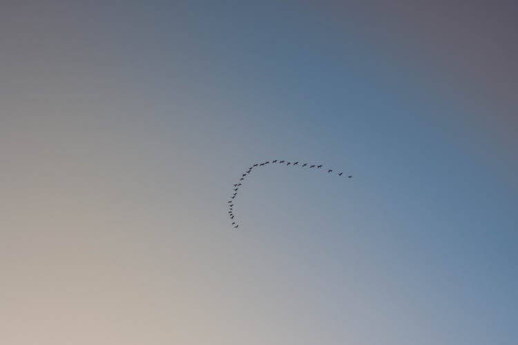 A Flock Of Birds In Formation Flying