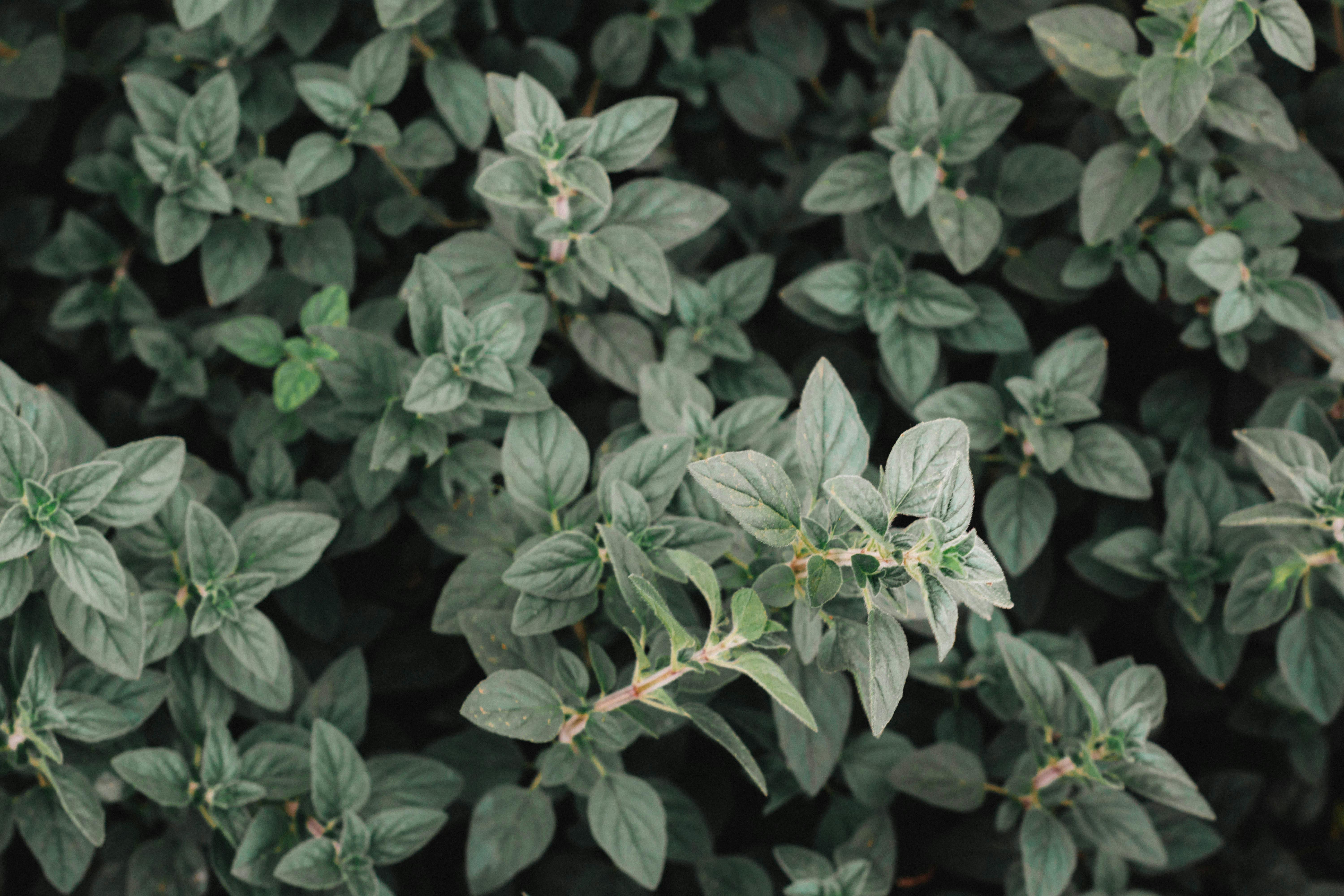 Close-up of sharp, clean herb snips poised to prune a basil plant
