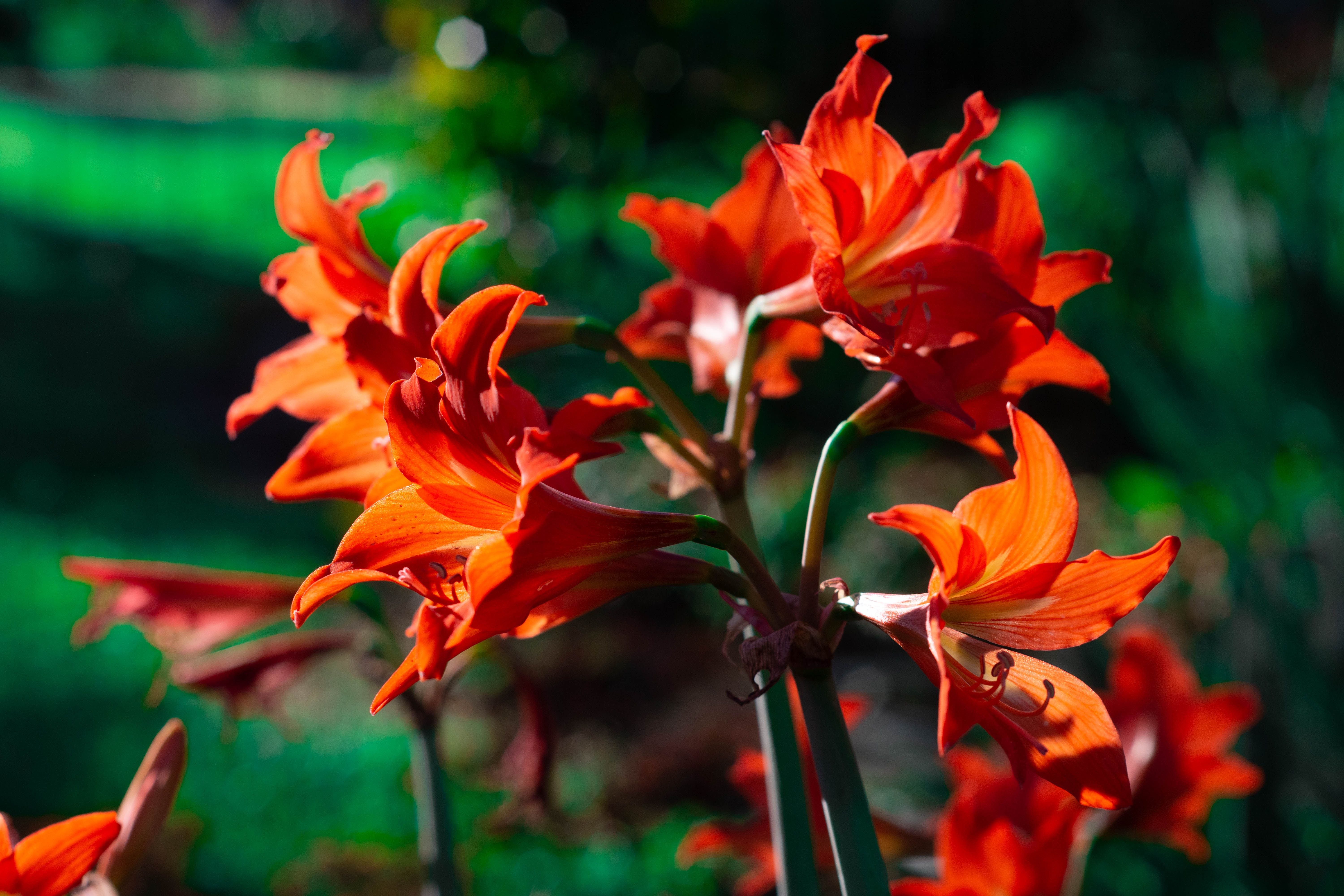 Close-up of vibrant red amaryllis flowers blooming in a garden setting, showcasing their radiant petals.