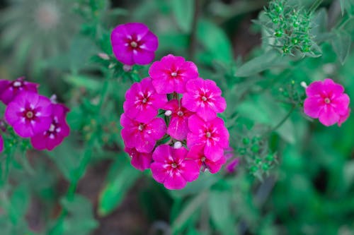 Close-Up Shot of Pink Zinnia Flowers in Bloom