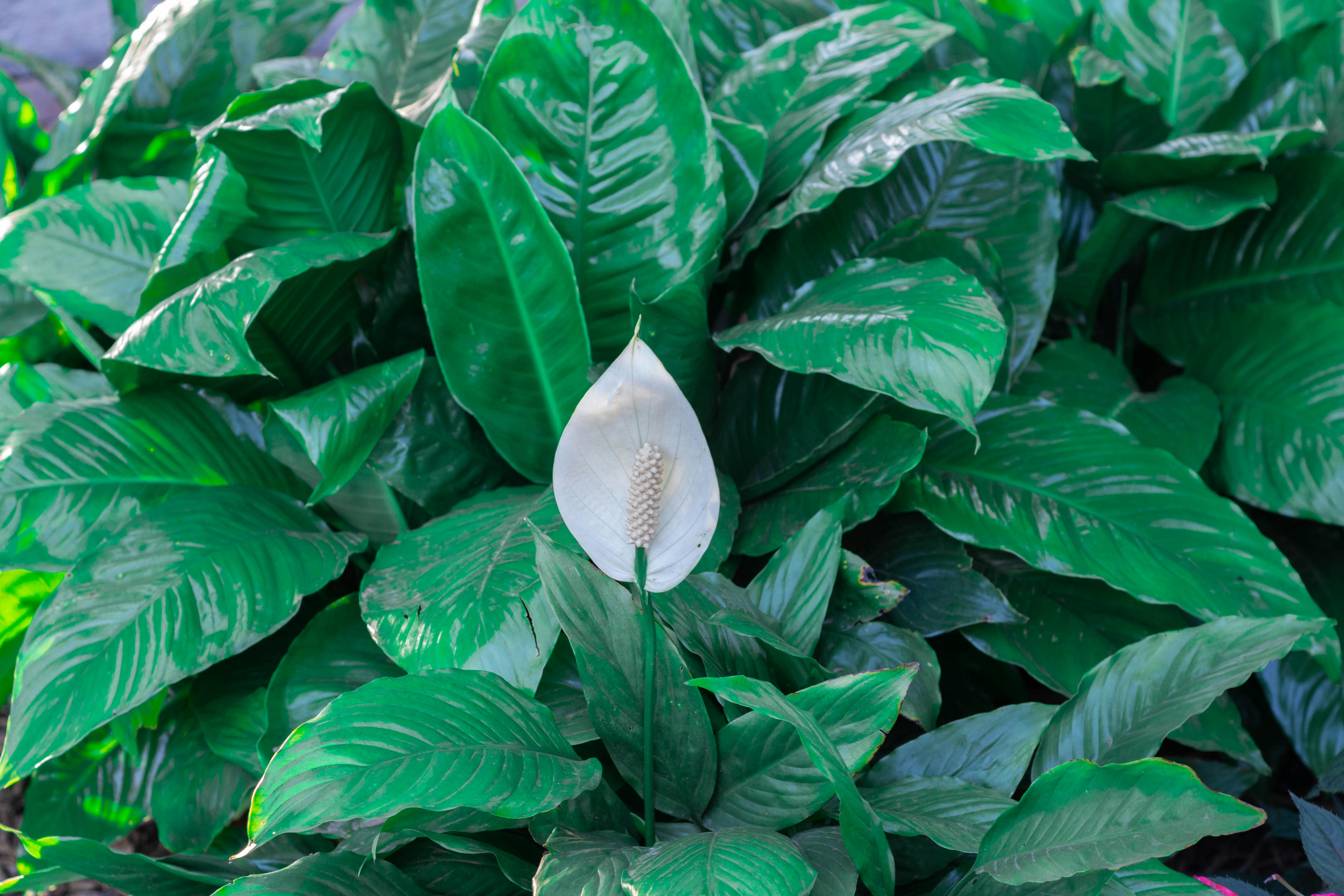 Close-up of peace lily leaf with blackening edges and spots - black peace lily