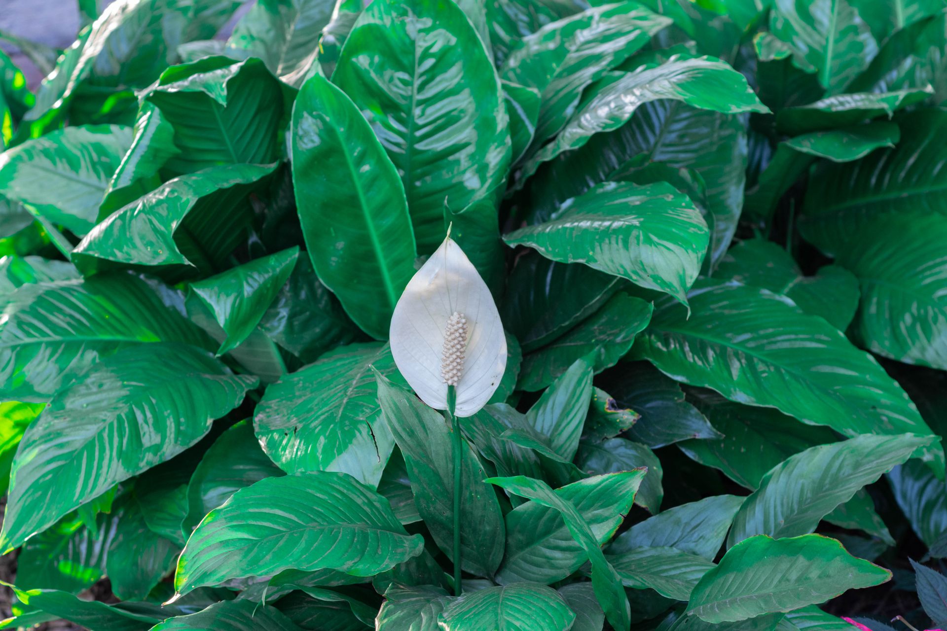 Close-up of a peace lily (Spathiphyllum) with lush green leaves and a singular white flower.