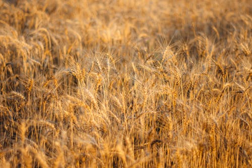 Foto d'estoc gratuïta de a l'aire lliure, agricultura, blat