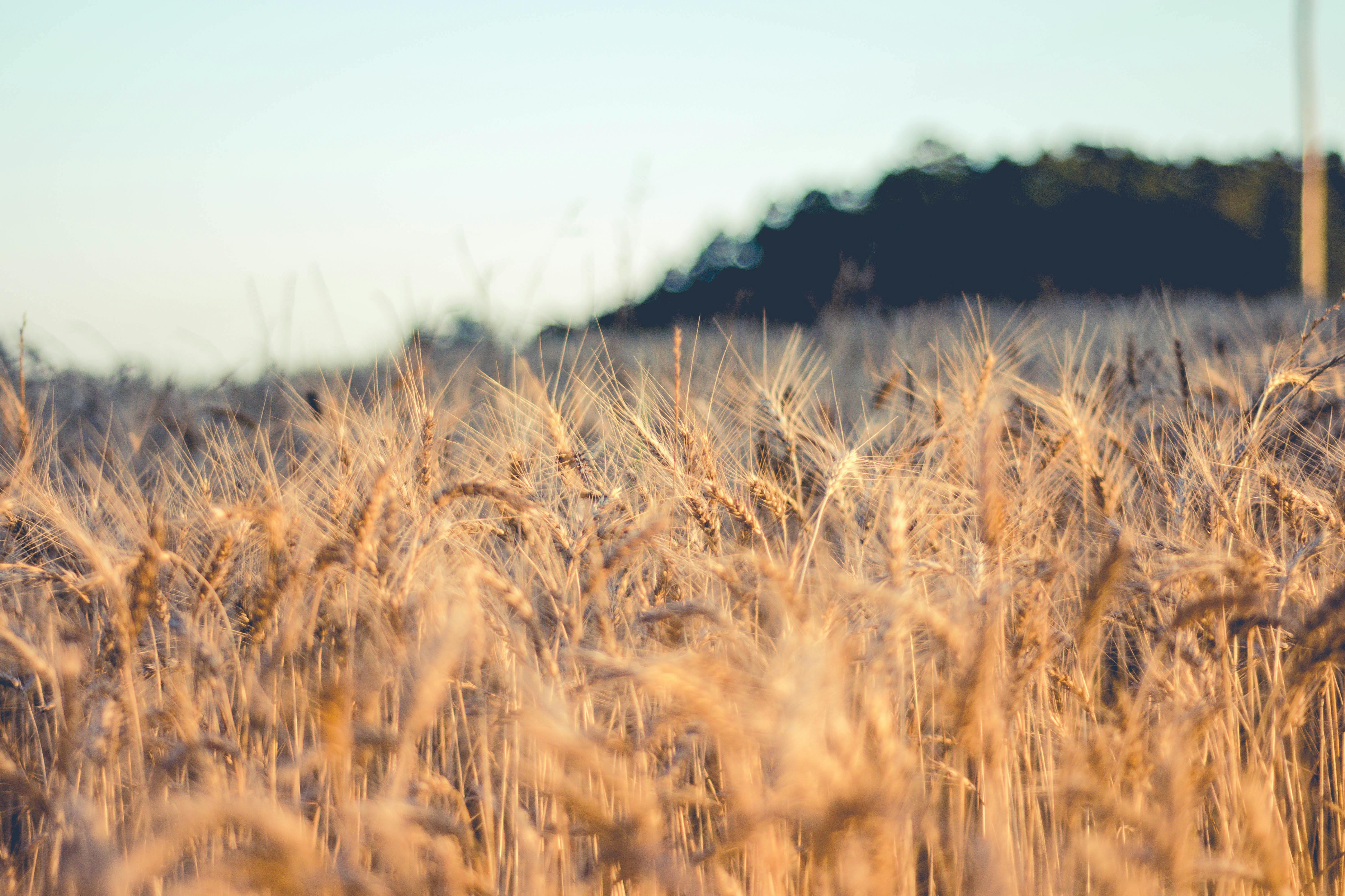 Argentina replace scrapped Finalissima with Guatemala friendly