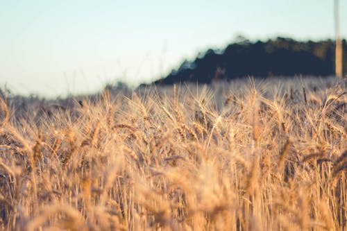 Foto profissional grátis de agricultura, campo de trigo, foco seletivo