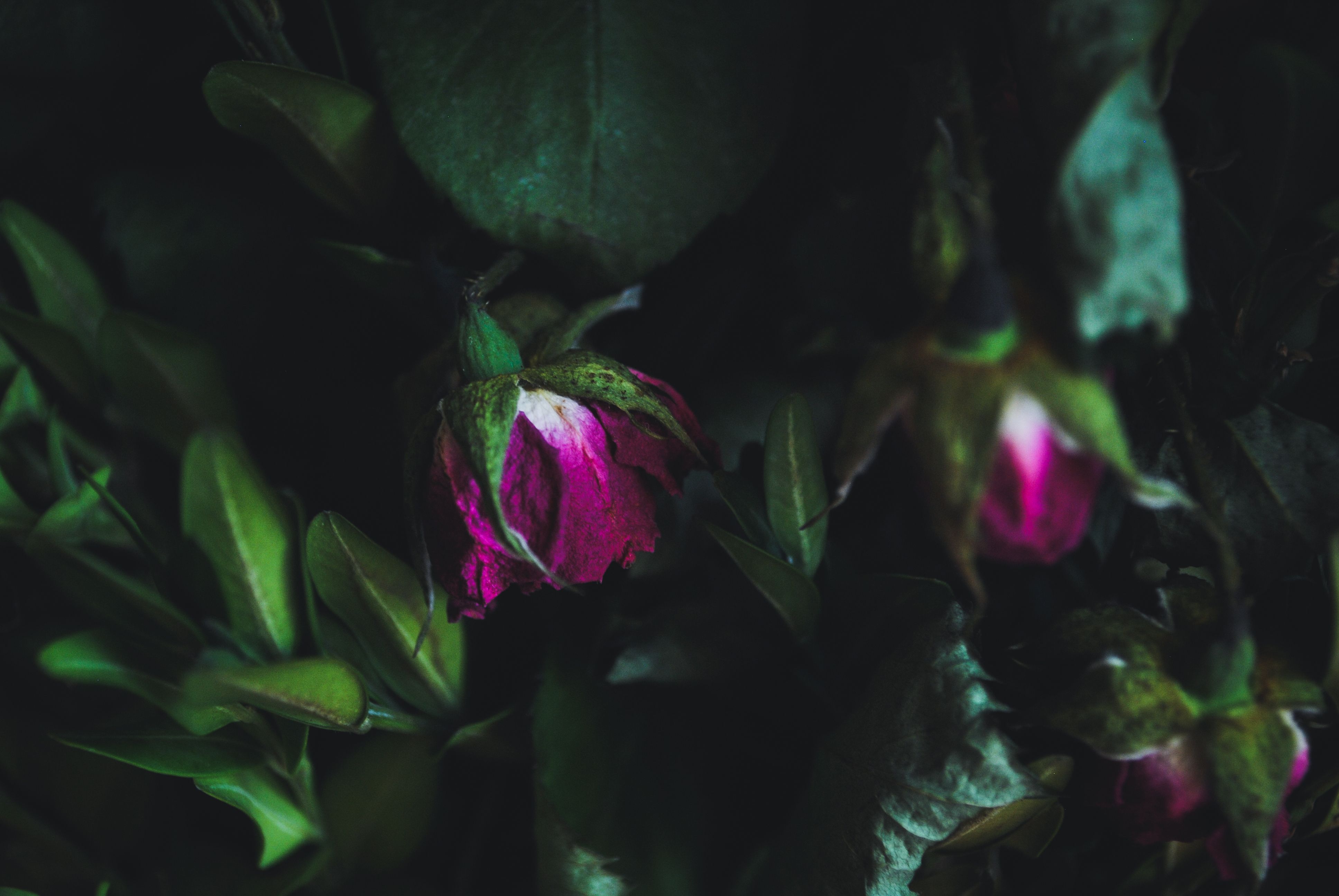 A single wilted rose against a dark background