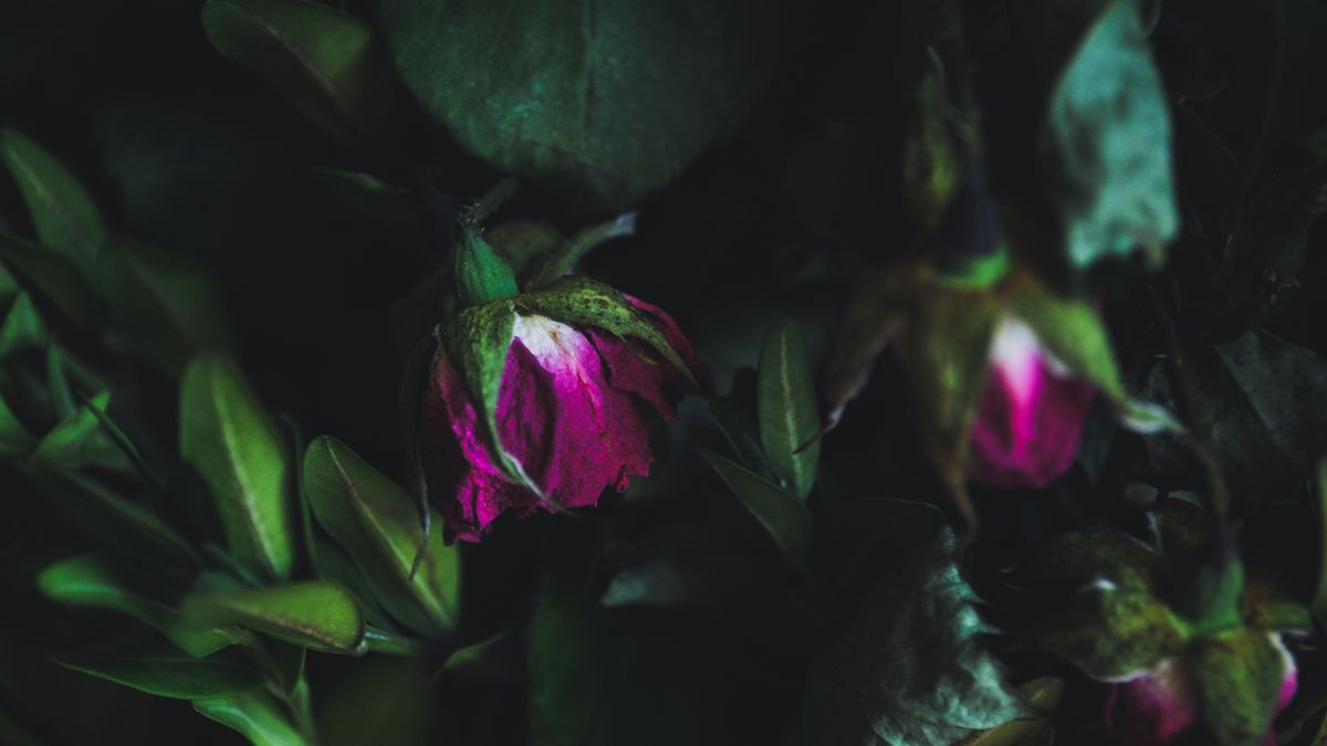 Photo: Yana Kuyan / Pexels A single wilted rose against a dark background
