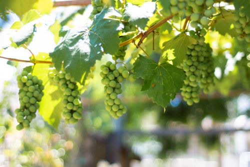 Free Close-up of green grapes hanging in the sunlight, ideal for vineyard themes. Stock Photo