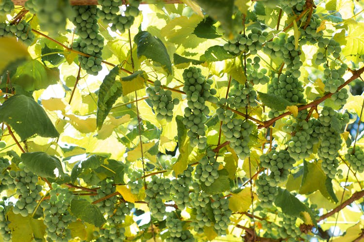 Green Grapes Hanging On Vine