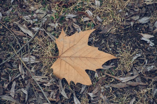 간, 단풍잎, 마른 나뭇잎의 무료 스톡 사진