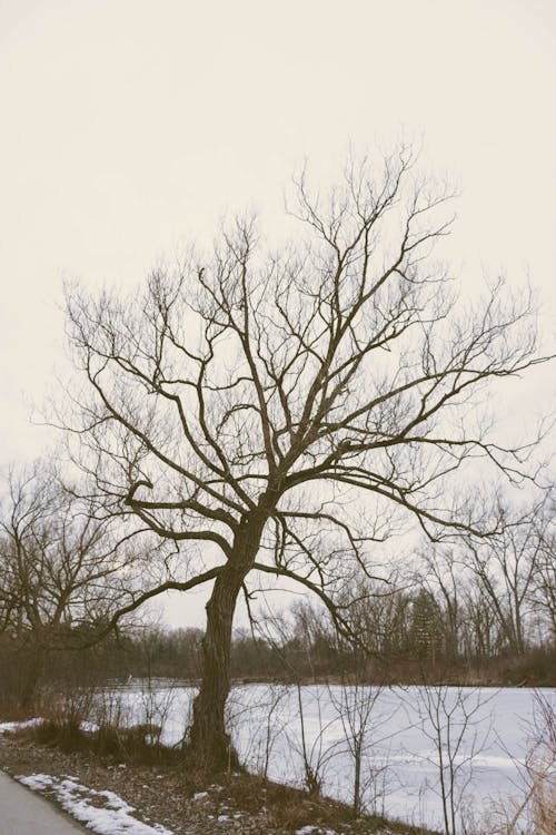 Fotos de stock gratuitas de árbol, árbol sin hojas, baúl