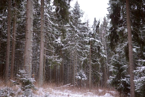 Kostenlos Kostenloses Stock Foto zu bäume, draußen, frost Stock-Foto