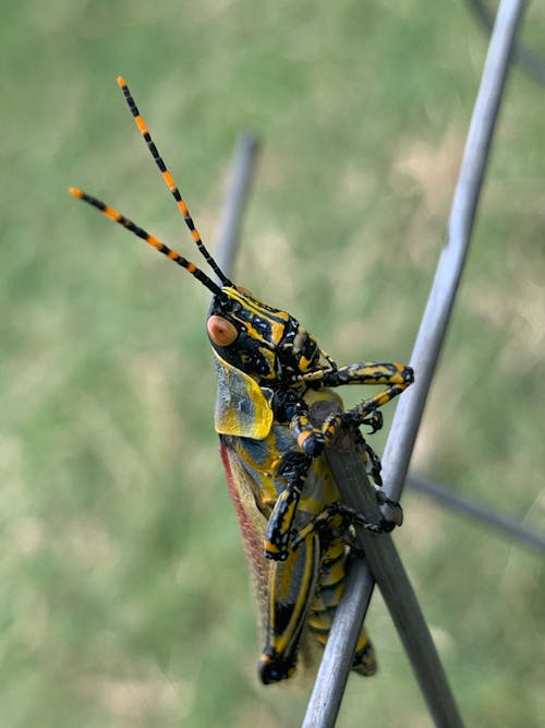 Close-Up Shot of an Insect