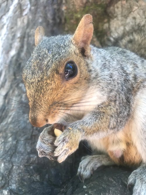 Free stock photo of eating nuts, squirrel