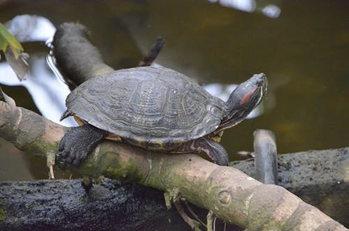 Free stock photo of turtle