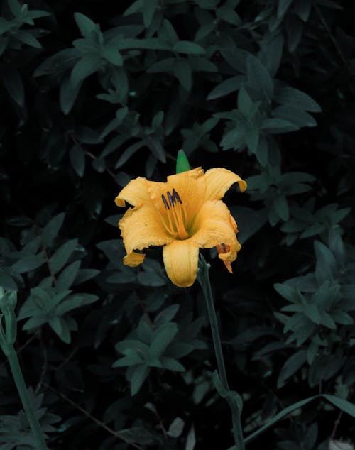 Foto profissional grátis de aumento, delicado, flor amarela