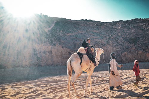 Free stock photo of africa, algeria, arabian camel Stock Photo