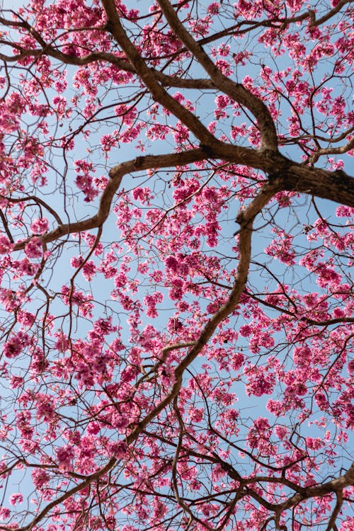 Pink Cherry Blossoms Tree Under Blue Sky