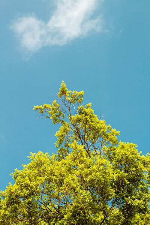 Free A lush green tree reaching towards a clear blue sky under bright daylight. Stock Photo