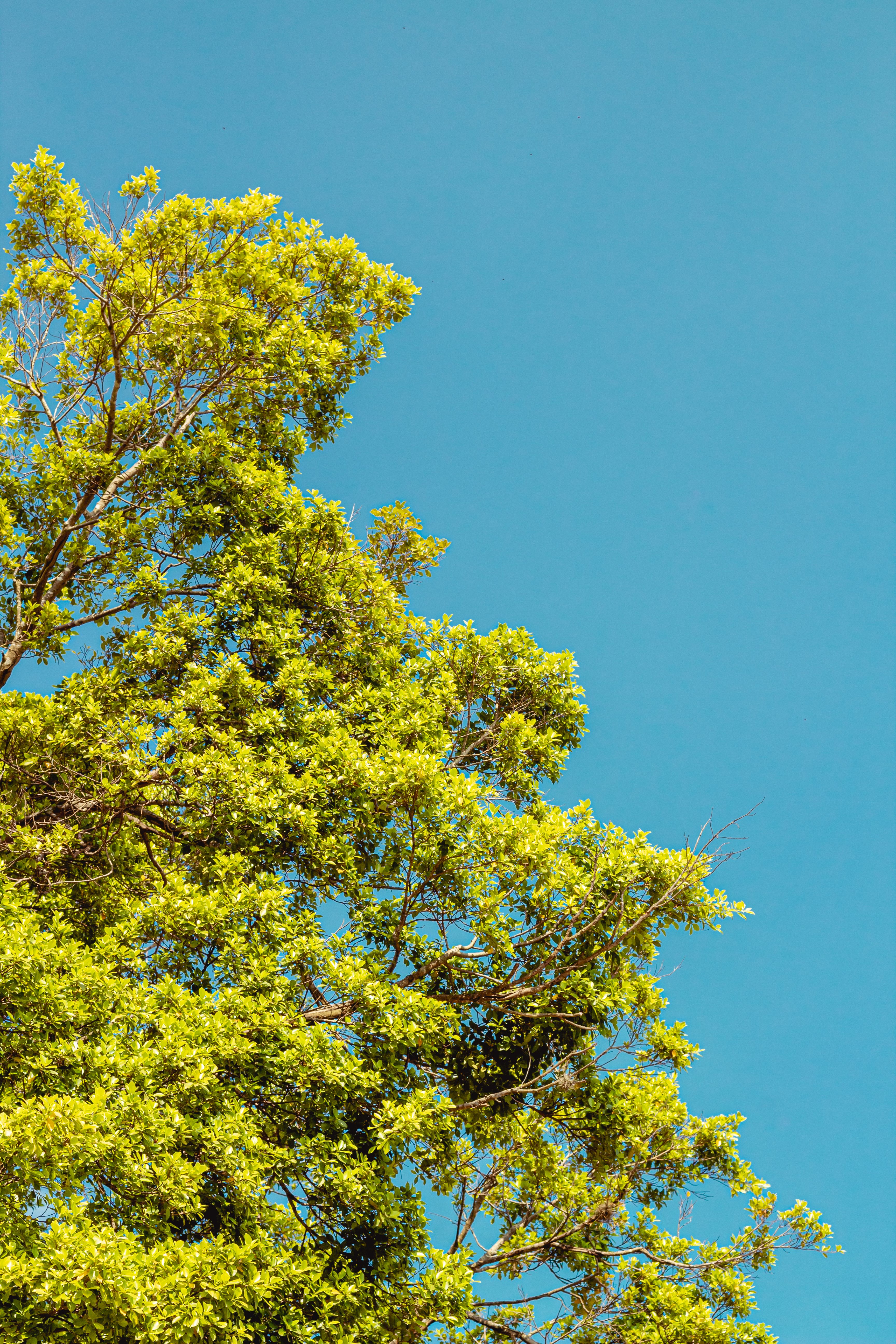 Tree with Green Leaves Under Blue Sky · Free Stock Photo