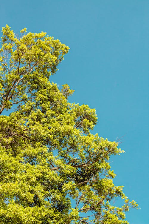 Ilmainen kuvapankkikuva tunnisteilla oksat, puu, pystysuuntainen laukaus Kuvapankkikuva