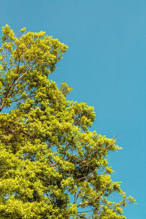 Free A lush green tree with branches extending against a bright blue sky, captured during a sunny day. Stock Photo