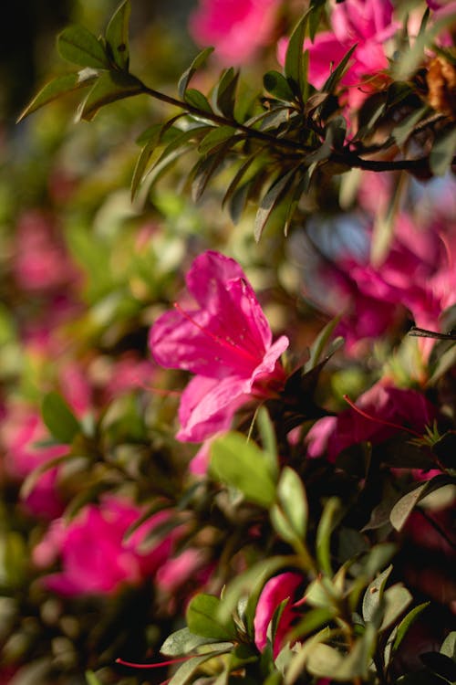 Close up of Pink Flowers