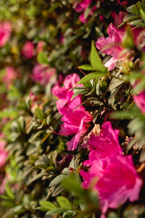 Free Close-up of vibrant pink flowers blooming outdoors in spring with green foliage. Stock Photo