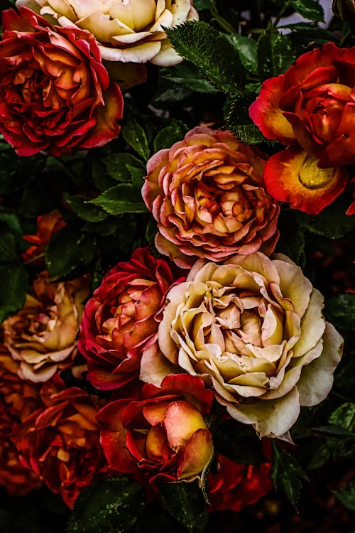 Photo of a Blooming Rose Flowers