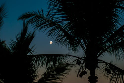 Free A Silhouette of Coconut Trees Stock Photo