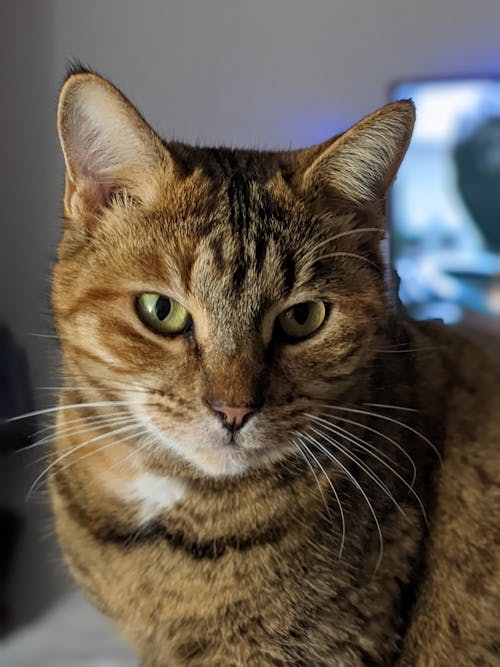 Brown Tabby Cat in Close Up Photography