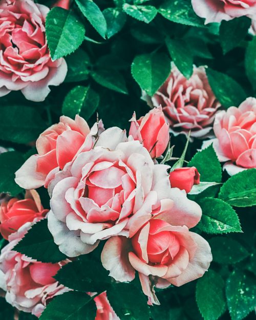 Free A stunning close-up of pink garden roses in bloom, surrounded by lush green leaves. Stock Photo