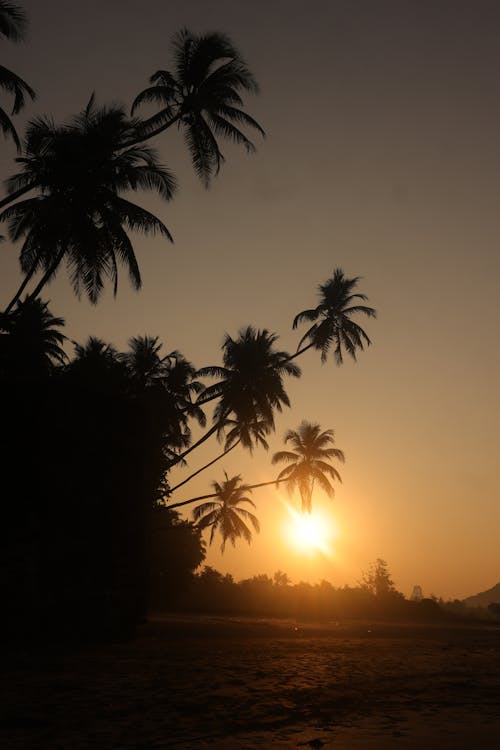 Δωρεάν στοκ φωτογραφιών με αυγή, δέντρα καρύδας, δύση του ηλίου