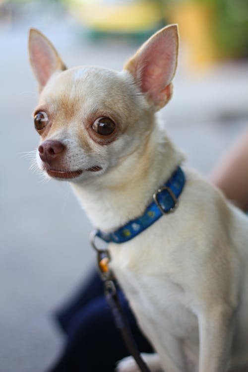 Gratis Fotos de stock gratuitas de animal, canino, chihuahua Foto de stock