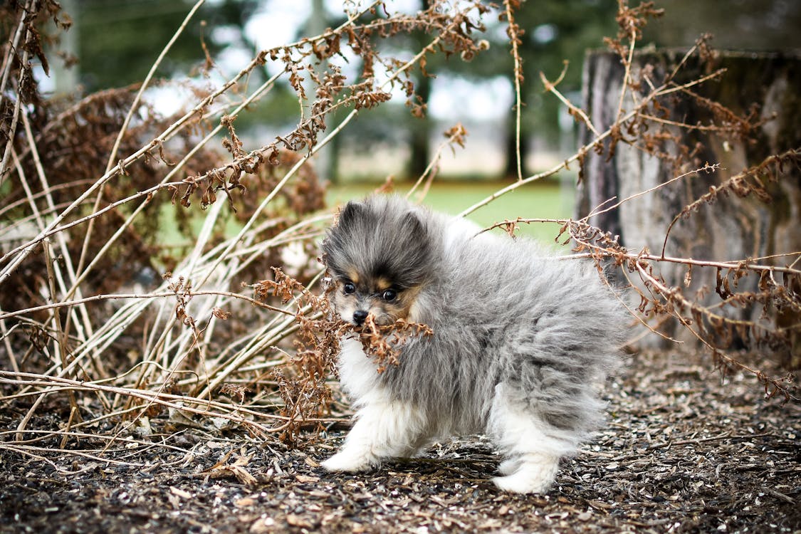 Gray and White Puppy Biting a Dry Grass
