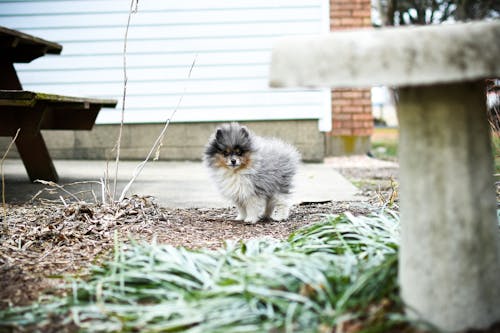 Cute Gray and White Little Dog