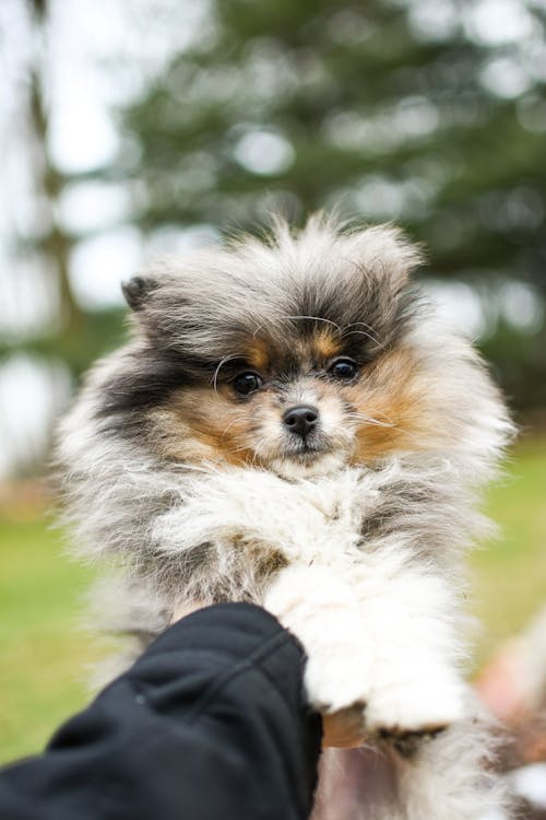 Person Holding White and Brown Long Haired Small Dog