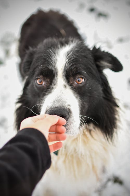 Free Person Holding Black and White Border Collie Stock Photo