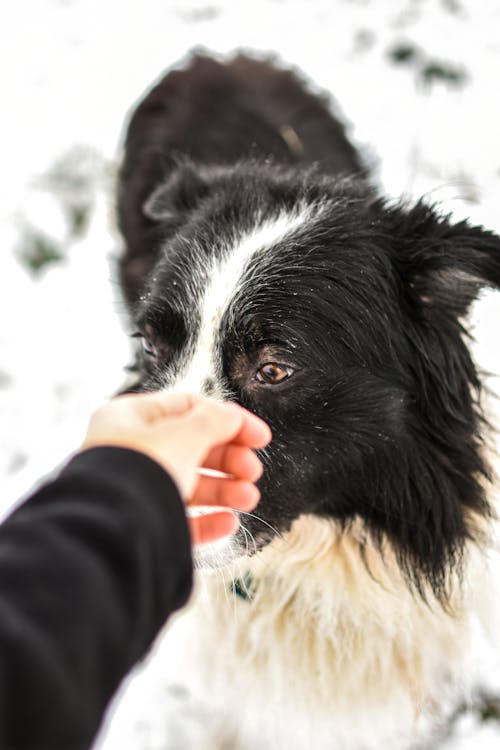 Person Holding Black and White Border Collie